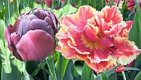 14_tulp_transp-lo.jpg