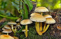 Paddestoelen